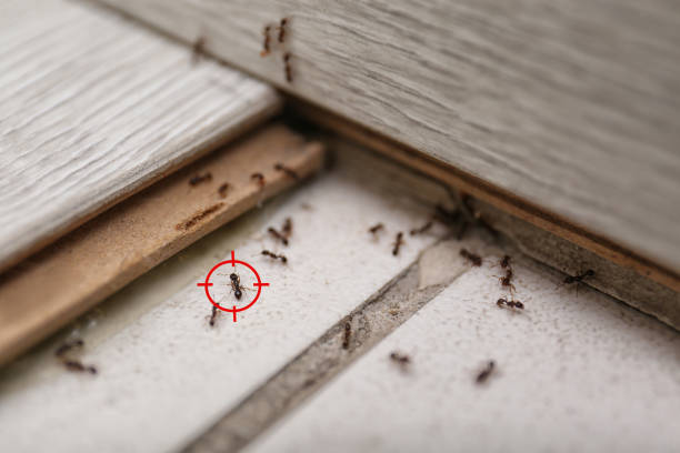 Pest Prevention Services in Florence, SC
